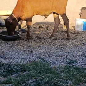 okuzce