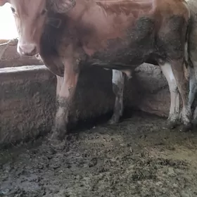 2 sany swes öküz