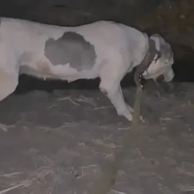 Alabaý ýitirdim