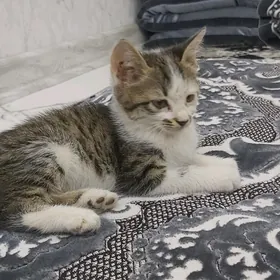 pishijek