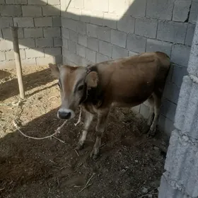 Oküz