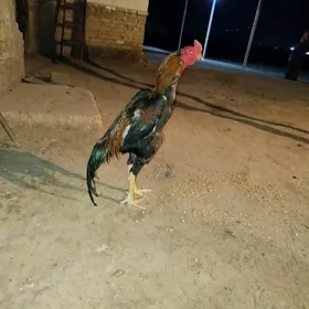 horaz
