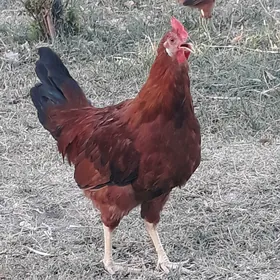 Horaz