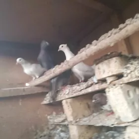 AK kepderi