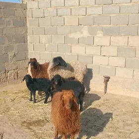 Goýun ekiz guzuly