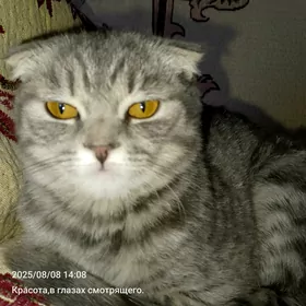 британский котенок