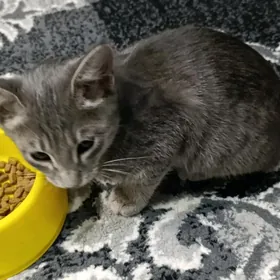 котята