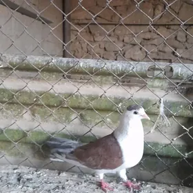 kepderi