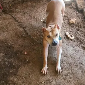 pidbul kira