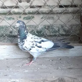 kepderi