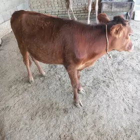 Tüwe