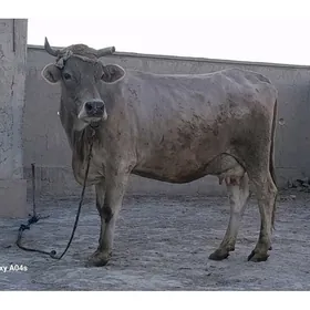 goleli sygyr
