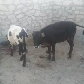11 aylik ardana