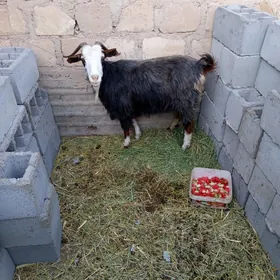 Geçiler