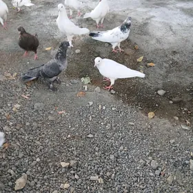 kepderı