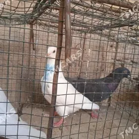 KEPDERI
