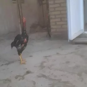 хораз
