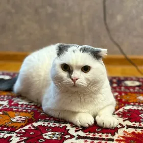Вислоухий кот