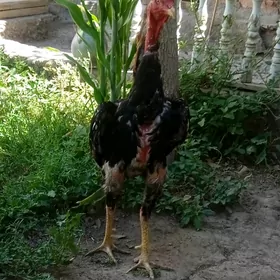 horaz baysow