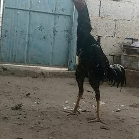 horaz