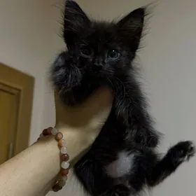 котенок