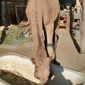 Gayalyk 4 yaşar