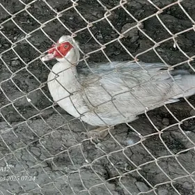 indautka horaz
