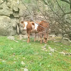 Tüwe Gibrit