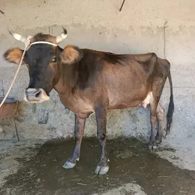 Sygyr goleli hem boğaz 3