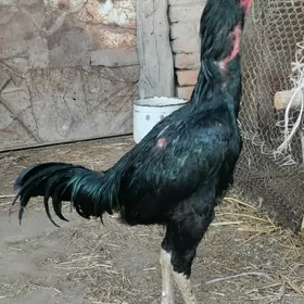 Baýsow horaz