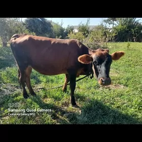 1 YASAN GULAJYNLAR
