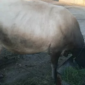 goleli sygyr