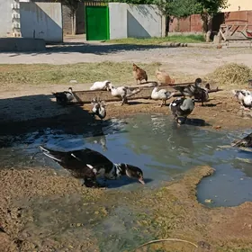 ördek