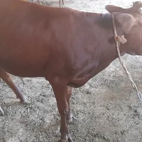 Oküz