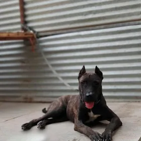 pitbul