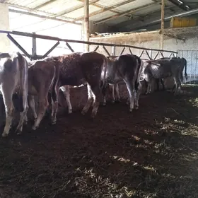 okuzce, gulajyn goleler