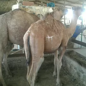 ogşuk