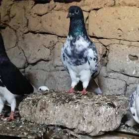 kepderi