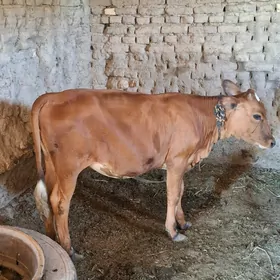Gulajyn gole