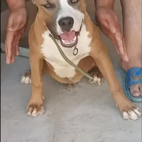 Pitbul