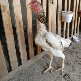 towuk baysow Maki