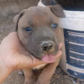 pitbul