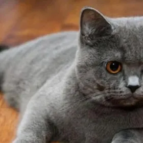 шотландский кот голубой