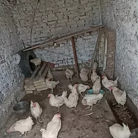 товуклар