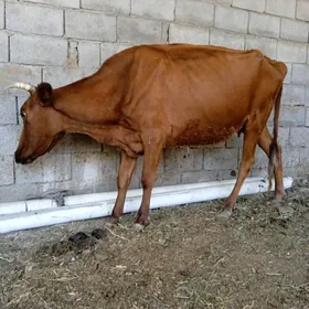 SYGYR