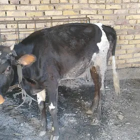 yaşına dolmadik kacar