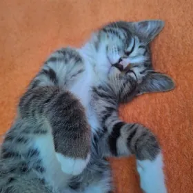 Котёнок мальчик 1.5 месяца