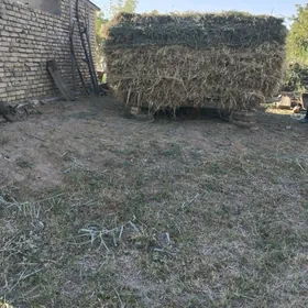 hasal bn arasa yorunja