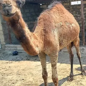 düÿe