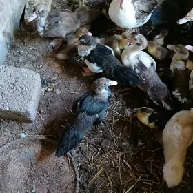 ördek jüje indautga